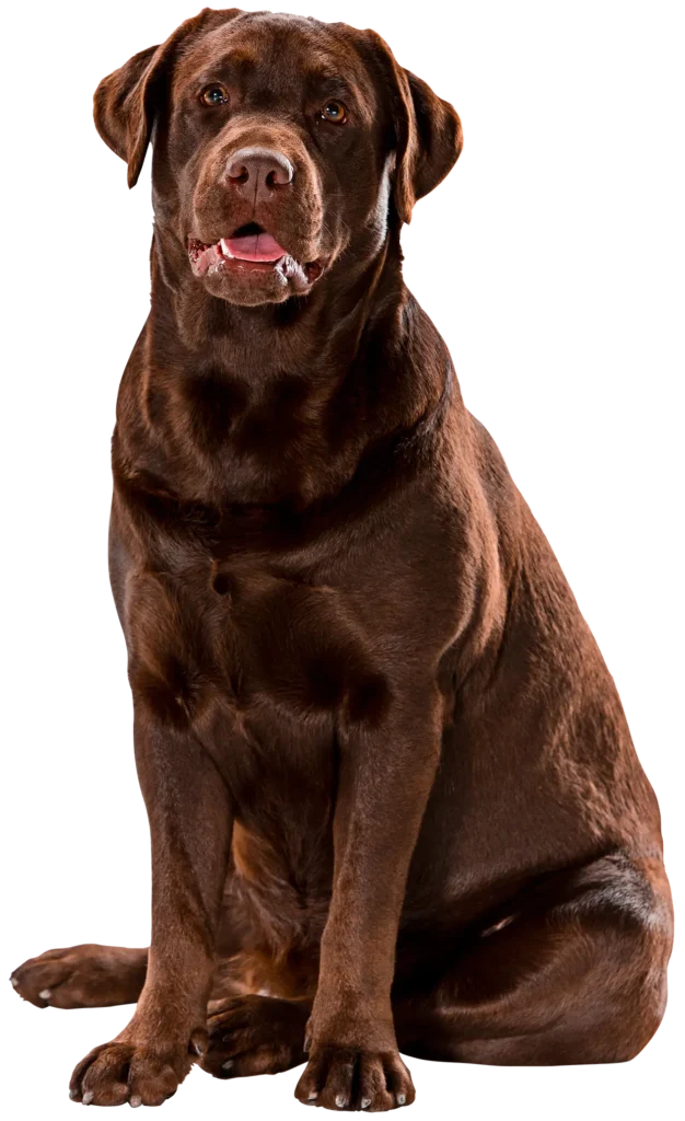 brown-labrador
